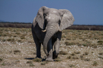 Namibia Elephant Bull