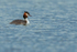 Great Crested Grebe, Farmoor Reservoir