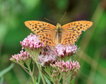 Dark Green Fritillary on Hemp Agrimony, Bernwood Forest