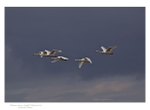 Whooper Swans
