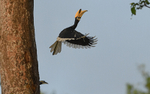 Oriental Pied Hornbill