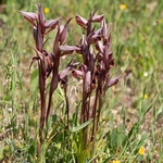 Ploughshare orchid (Serapias vomeracea)