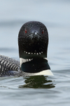Common Loon, head-on portrait, Minnesota
