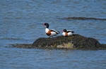 Shelduck