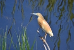 Squacco Heron
