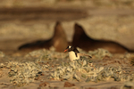 Gentoo Penguin & sparring Elephant Seals, Sea Lion Island, Falklands