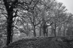 Along the Speculation Trail