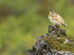 Ptarmigan (summer plumage) perched on rock, Iceland
