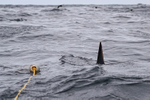 Mako Shark caudal fin / tail, at sea off Cape Point, South Africa
