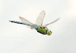 Emperor Dragonfly Male