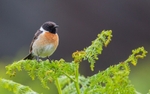 MALE STONECHAT
