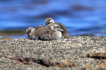 Falkland Flightless Steamerduck portfolio