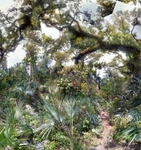 Old Growth