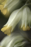 Vintage Cowslips