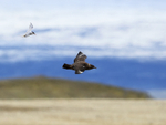 Arctic Tern chases Great Skua, Jokulsarlon, Iceland