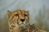 Pepo - Cheetah at WHF