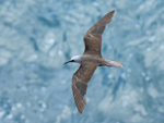 Black Noddy portfolio
