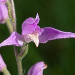 Red Helleborine (Cephalanthera rubra) 