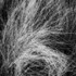 Marram Grass 02