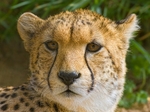 Tears of the Cheetah C