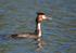 Great Crested Grebe