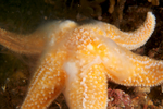 Asterias rubens spawning