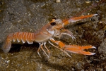 Nephrops norvegicus
