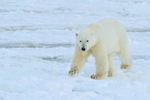 Polar Bear on sea ice, Churchill, Canada