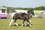 SBM_10477
