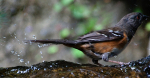 Spotted Towhee, female