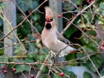 Waxwing