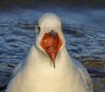 Black Headed Gull by Kath Wright