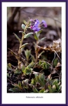 Pulmonaria officinalis