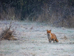 Red Fox