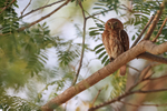 Ferruginous Pygmy-Owl portfolio