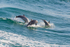 Dolphins jumping out of a wave