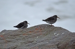 Purple Sandpipers