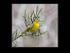 Yellow warbler