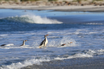 Gentoo Penguins landing late afternoon, Sea Lion Island, Falklands