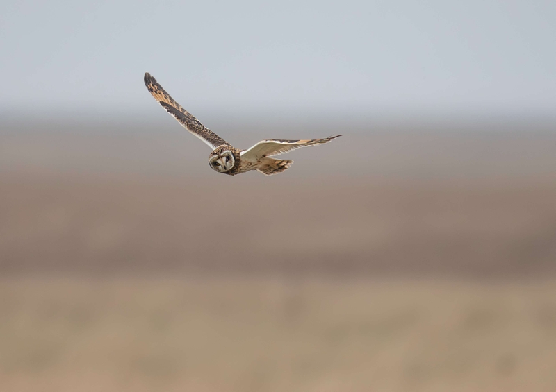 Short Eared Owl