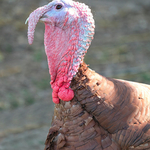 Gobbler