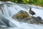 Harlequin Duck (female) on rock, River Laxa, Iceland