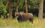 Indian bison; Gaur