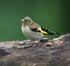 Goldfinch
