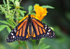Monarch Delight