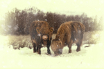 Charlie & Finlay Highland Cows