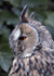 Long-eared owl