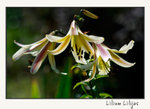Lilium hybr. Lilijas 3