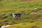Reindeer 9