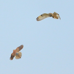 Short-eared Owl and Kestrel, Hawling, Gloucestershire